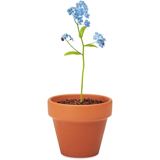 Planta Forget Me Not