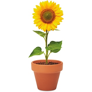 Planta Sunflower