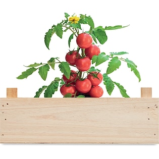Planta Tomato 