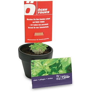 Palo de semillas Holland